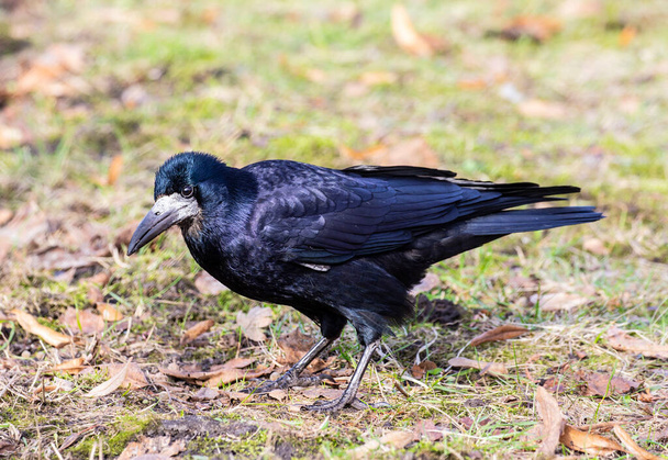 Rook, Corvus frugilegus L. Un uccello grande e intelligente della famiglia dei corvidi. - Foto, immagini