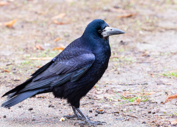 Torni, Corvus frugilegus L. Suuri ja älykäs lintu corvid perhe. - Valokuva, kuva