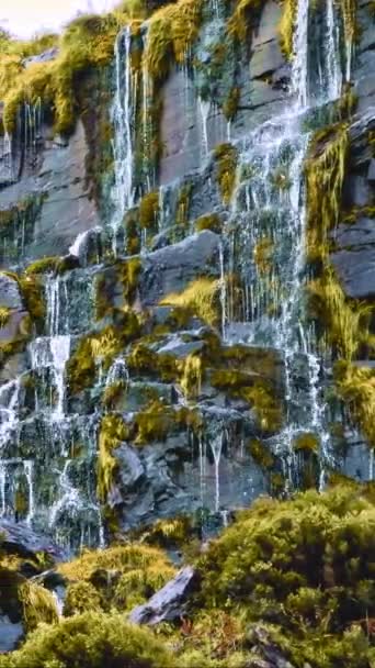Su, canlı yeşil yosunlarla kaplı kayalardan aşağı akar. Dikey video. - Video, Çekim