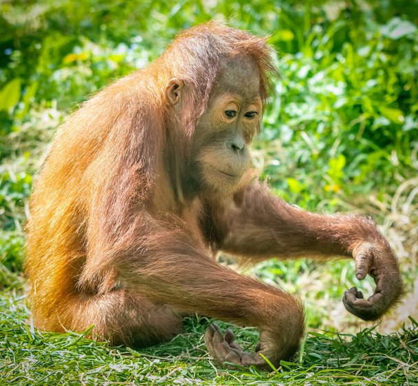 een jonge orang-oetan in het bos - Foto, afbeelding