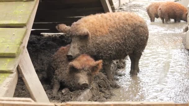 Çiftlikteki çamurda komik kıllı kahverengi domuz. - Video, Çekim