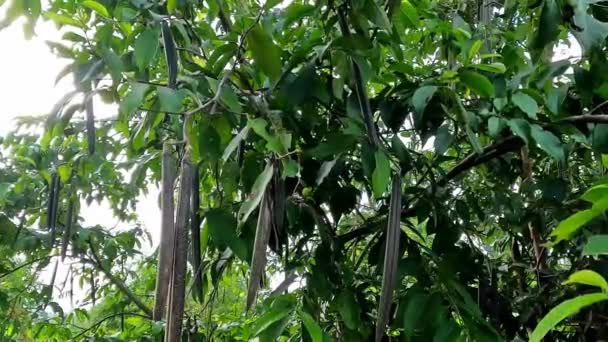 Wrightia pubescens (Mentaok, Mentaos, Bintaos) növény. Ez a növény nő egy kis fa, hanem a virágok és gyümölcsök, mint egy bokor - Felvétel, videó