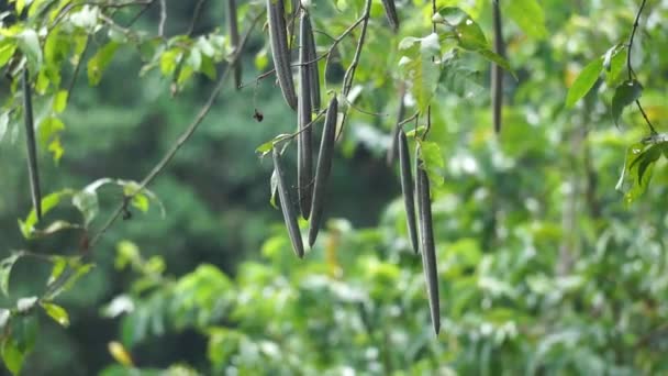 Wrightia pubescens (Mentaok, Mentaos, Bintaos) plante. Cette plante pousse dans un petit arbre mais aussi des fleurs et des fruits comme un arbuste - Séquence, vidéo