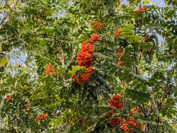 Bunches of rowan sway in the wind. Medicinal plant. European mountain ash Sorbus aucuparia. - Photo, Image