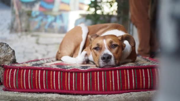 Perro marrón y blanco descansa sobre un cojín rayado con comodidad, - Metraje, vídeo
