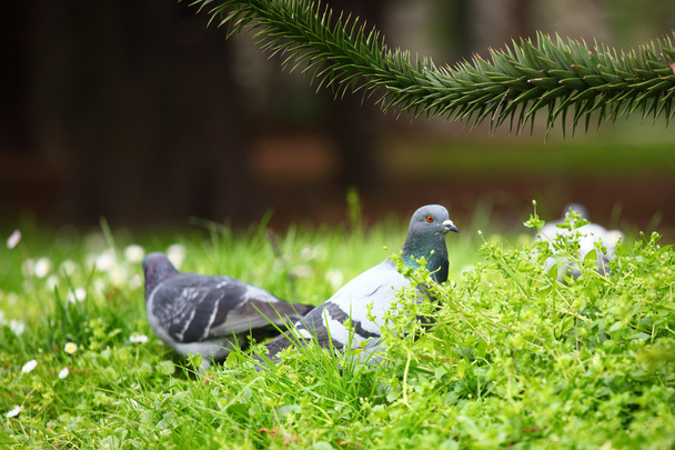 Pigeon grass - Zdjęcie, obraz