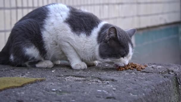 Een bicolor kat verdiept in het voeden, op een versleten stenen oppervlak met een vleugje geel, markeert een moment in het leven van een straatkat - Video