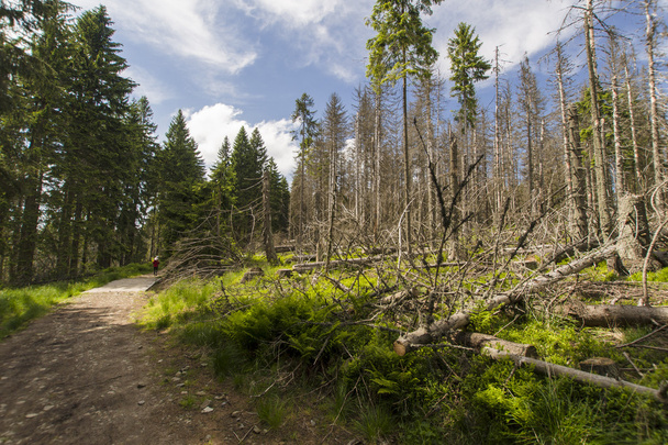 Withered forest - Valokuva, kuva