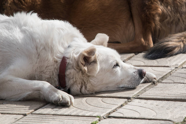 Dva smíšené plemeno psů ležící vedle svého majitele v venkovní kavárně - Fotografie, Obrázek