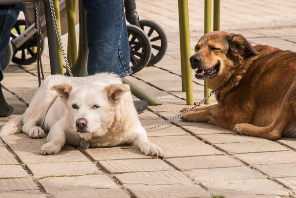 Kaksi sekarotuista koiraa makaa omistajan vieressä ulkokahvilassa. - Valokuva, kuva