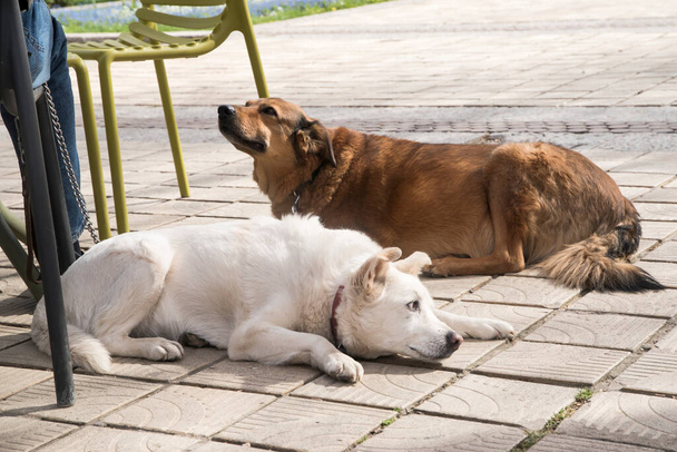 Две собаки смешанной породы лежат рядом со своим владельцем в кафе на открытом воздухе - Фото, изображение