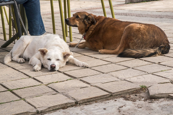 Two mixed breed dogs  lying next to their owner at an outdoor cafe - Photo, Image