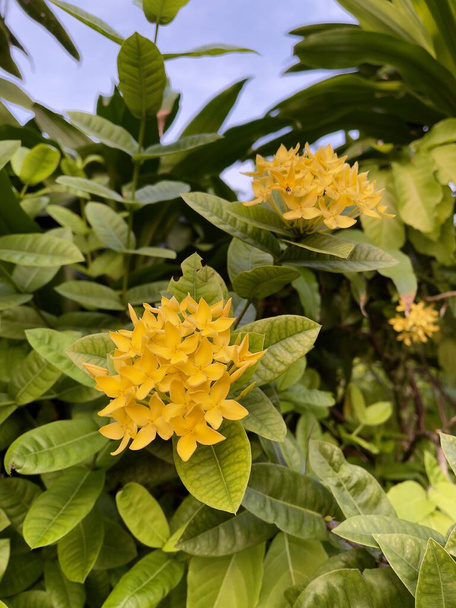 Flores amarillas chinas Ixora (Ixora chinensis), enfoque selectivo - Foto, imagen