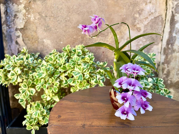 Idées de jardinage : De belles fleurs d'orchidée thaïlandaise plantées dans un pot japonais en argile sur une table en bois avec un fond mural en béton flou, une mise au point sélective et un espace de copie pour les textes - Photo, image