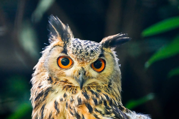 Portrait of an eagle owl. Animal in close-up. Bubo bubo. Bird with orange eyes. - Photo, Image