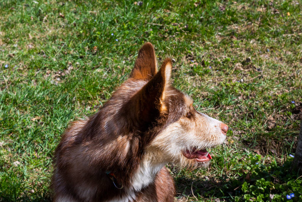 Імбирний хаскі собака на відкритому повітрі - Фото, зображення