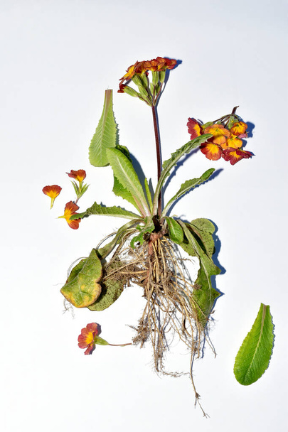 Herbarium. Primel, im Bild das Wurzelsystem der Blüte, der Stamm und der Blütenstand der Primel sind braun. - Foto, Bild