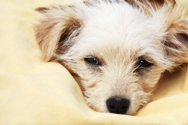 Симпатичный щенок
 - Фото, изображение