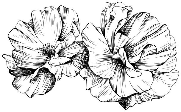Beyaz elle izole edilmiş gül çiçeği klasik çizim. - Vektör, Görsel