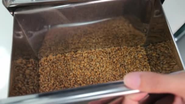 Filterung und Auswahl der Getreidefraktion, Eine Nahaufnahme von Weizenkörnern in einem Metallspender, die gesunde Massennahrungsmittel hervorhebt - Filmmaterial, Video