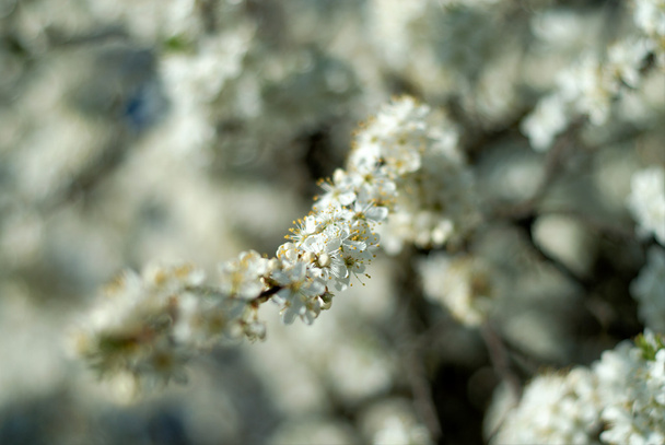 White Flower design per l'arredamento
 - Foto, immagini