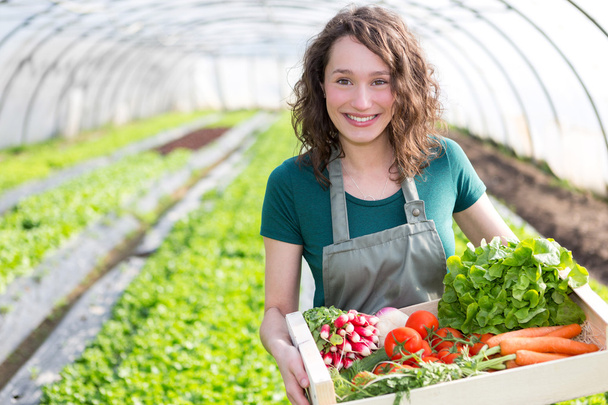 Young attractive woman harvesting vegetable in a greenhouse - Foto, immagini