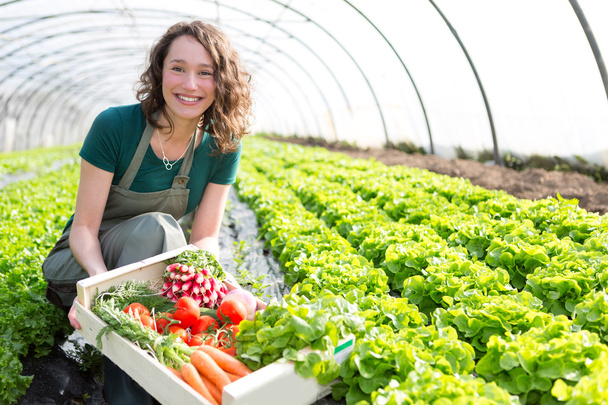 Young attractive woman harvesting vegetable in a greenhouse - Foto, Bild