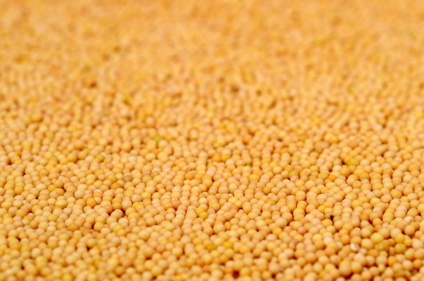 Yellow Mustard Seeds - Foto, Imagem