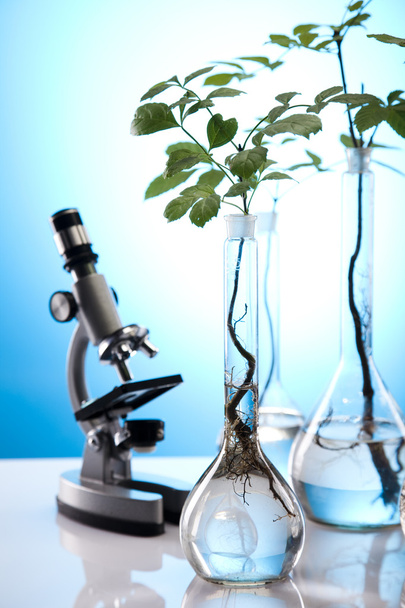 Verrerie de laboratoire contenant des plantes en laboratoire
 - Photo, image