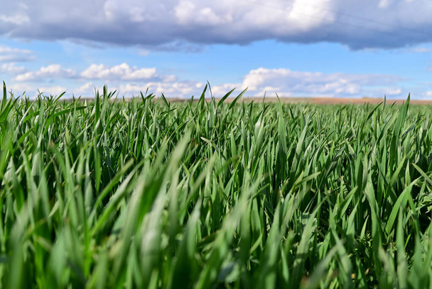 Ein Weizenfeld aus Frühlingswinterweizen mit hohem Ertragspotenzial und einem Spiegelbild der Frühjahrsarbeit auf dem Feld. - Foto, Bild