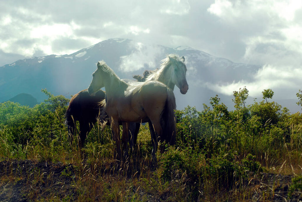 άλογο στέκεται σε μια μάντρα με λιβάδι και φράχτη - Φωτογραφία, εικόνα