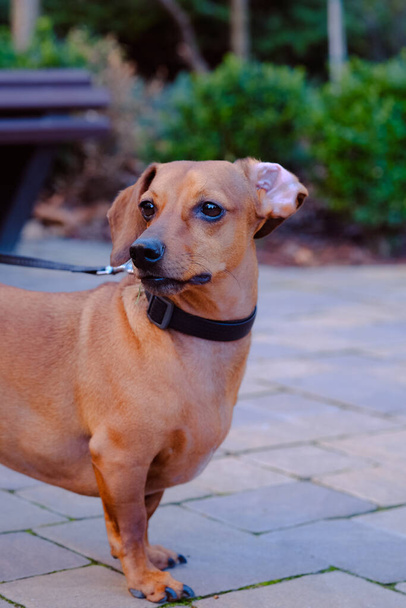 Kahverengi bir köpek, beton bir kaldırımın tepesinde kendinden emin bir şekilde duruyor, merakla ve dikkatle etrafına bakıyor.. - Fotoğraf, Görsel
