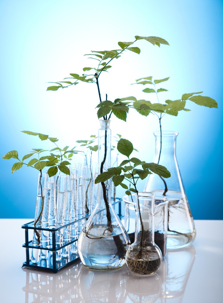 Gros plan des plantes dans les éprouvettes laboratoire
 - Photo, image