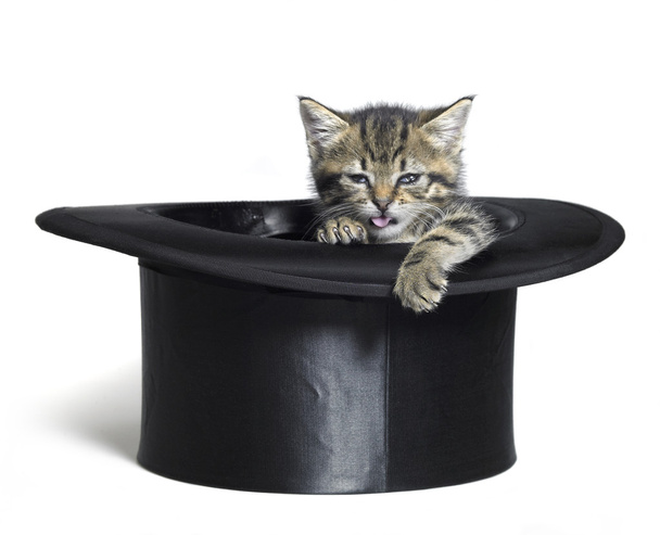 Silindir şapka de komik kedi - Fotoğraf, Görsel