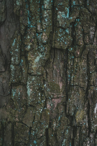 Részletes nézet, amely a fa kérgén található bonyolult mintákat és textúrákat mutatja be, kiemelve annak természetes szépségét és masszív felületét. - Fotó, kép