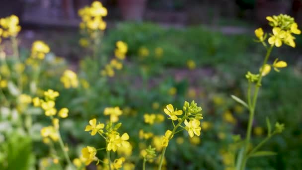 Εξερευνήστε τη ζωντανή Brassica juncea, καφέ μουστάρδα, με τα κίτρινα φύλλα της σε έναν Βιολογικό Ινδικό Κήπο. Κοινώς γνωστό ως φυτό Rai - Πλάνα, βίντεο