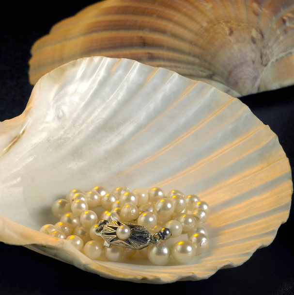 Coquille et collier de perles
 - Photo, image