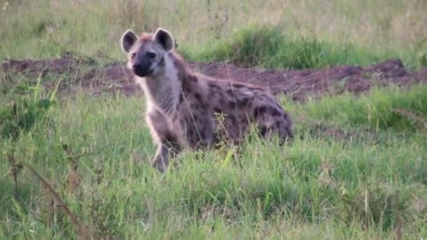 hiena en el Parque Nacional del Serengeti, Kenia, África. - Imágenes, Vídeo