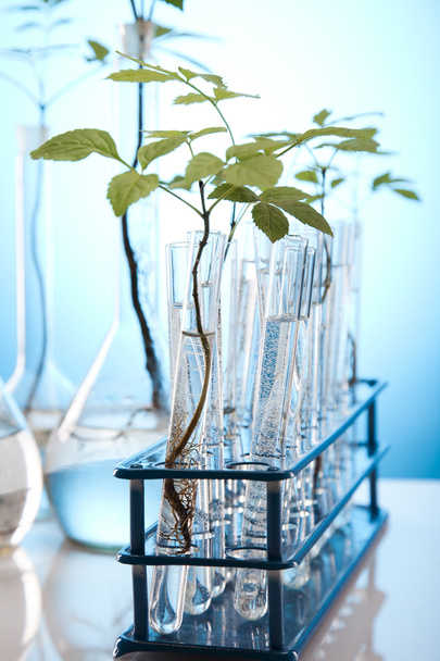 Expérience en laboratoire d'écologie des plantes
 - Photo, image