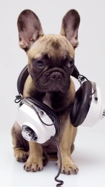 Cute pet francuski buldog szczeniak ze słuchawkami na białym tle w pionie - Materiał filmowy, wideo