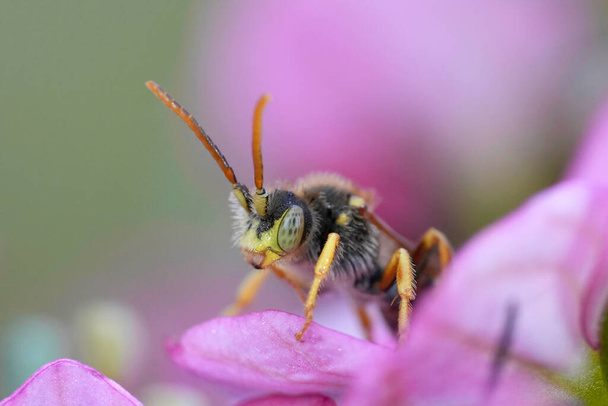 Natural colorful closeup on a male Lathbury's Nomada solitary bee, Nomada lathburiana on a pink flower - Photo, Image