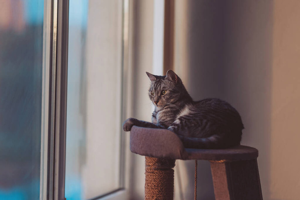 tabby binnenlandse steno kat zittend op krabpaal platform verlicht door zonlicht. Close-up van een grijze streep tabby kat ontspannen op de top van een indoor kattenboom kijken uit een nabijgelegen venster - Foto, afbeelding