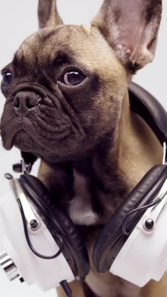Linda mascota bulldog francés cachorro con auriculares sobre un fondo blanco en vertical - Metraje, vídeo