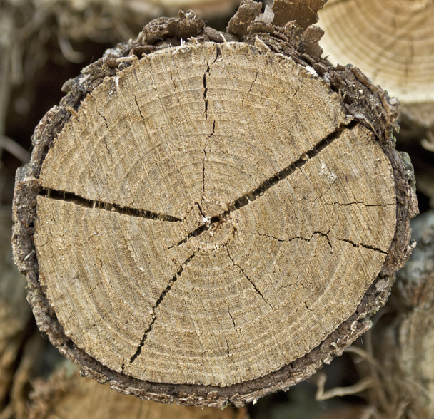 tronco de madera
 - Foto, Imagen