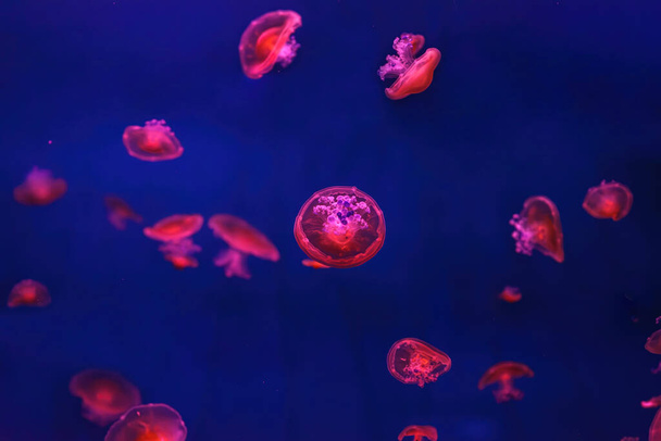 Akdeniz anası, Cotylorhiza tüberkülata ya da akvaryumda kırmızı ışıklı kızarmış yumurta denizanası. Su canlıları, hayvanlar, deniz altı yaşamı, biyolojik çeşitlilik - Fotoğraf, Görsel