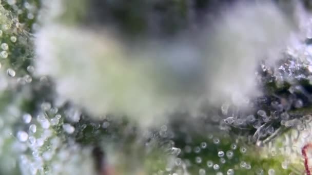 Primer plano macro inyección de gotas de rocío en verde exuberante en tricomas de cannabis, la captura de la delicada textura natural y la pureza de las gotas de agua en un ambiente tranquilo jardín al aire libre - Metraje, vídeo