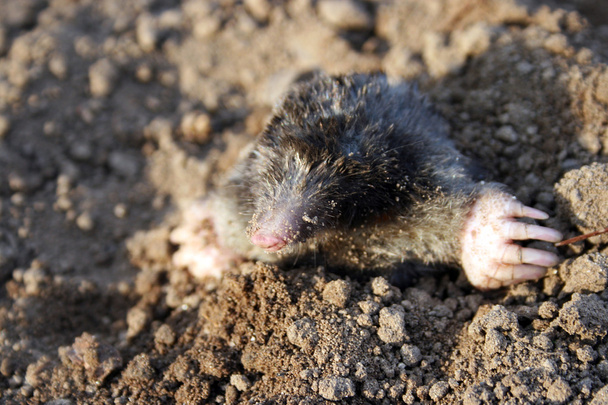 Mole, subterranean lifestyle - Photo, Image