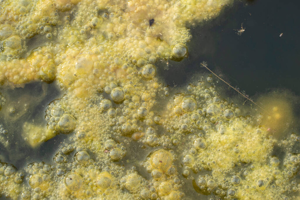 imagem infravermelha de lamas de algas esverdeadas flutuando na superfície do poço. - Foto, Imagem