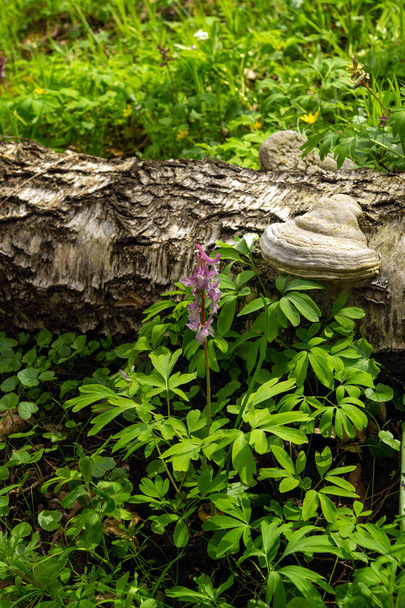Corydalis-Blumen blühen im Wald auf dem Rasen. Schöne Natur im Wald. - Foto, Bild