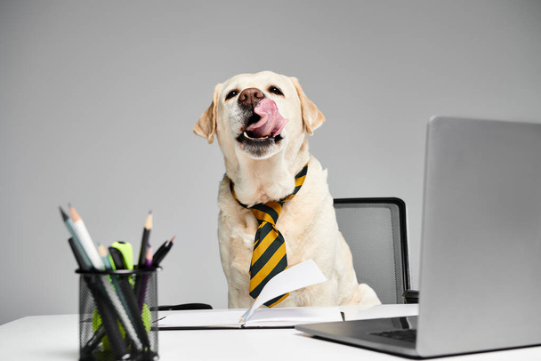 A dog in a tie sits in front of a laptop, ready to take on the digital world with style and sophistication. - Zdjęcie, obraz